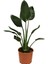 Orta Boy Saksılı Starliçe Cennet Çiçeği 1 Adet Saksılı 15-30CM (Strelitzia) 2