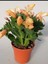 Sarı Enk Yılbaşı Çiçeği 1 Adet Saksılı 10-15CM Schlumbergera Truncata 1