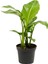 Starliçe Cennet Çiçeği 1 Adet Saksılı Mini Boy 15-30CM Strelitzia 1