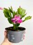 Pembe Renk Yılbaşı Çiçeği Schlumbergera Truncata 1 Adet Saksılı 10-15CM 1