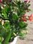 Pembe Renk Yılbaşı Çiçeği Schlumbergera Truncata 1 Adet Saksılı 10-15CM 2