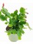 Pembe Renk Yılbaşı Çiçeği Schlumbergera Truncata 1 Adet Saksılı 10-15CM 3