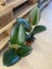 Mini Boy Kauçuk Fidanı 1 Adet Saksılı 20-45CM Ofis Çiçeği (Ficus Elastica) 2