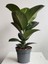 Yeşil Yapraklı Kauçuk Çiçeği 1 Adet Saksılı 20-45CM (Ficus Elastica) 1
