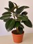 Mini Boy Kauçuk Fidanı 2'li Dikim 20-45CM Saksılı Salon Çiçeği(Ficus Elastica) 1