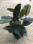 Mini Kauçuk Fidanı 2'li Dikim 20-45CM Saksılı Salon Çiçeği(Ficus Elastica) 2