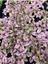 Pembe Yaprağı Güzel Hostes Çiçeği (Pink Hypoestes) 10-15CM Hostes Çiçeği 1
