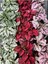 Pembe Yaprağı Güzel Hostes Çiçeği (Pink Hypoestes) 10-15CM Hostes Çiçeği 2