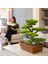 Atlas Bonsai-1 Masaüstü Kullanıma Uygun Doğal Ağaç Gövdeli Yapay Bonsai Ağacı - 50X60 cm 2