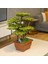 Flora Bonsai-5 Masaüstü Kullanıma Uygun Doğal Ağaç Gövdeli Yapay Bonsai Ağacı - 40X50 cm 1