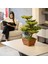 Flora Bonsai-5 Masaüstü Kullanıma Uygun Doğal Ağaç Gövdeli Yapay Bonsai Ağacı - 40X50 cm 2