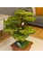 Flora Bonsai-5 Masaüstü Kullanıma Uygun Doğal Ağaç Gövdeli Yapay Bonsai Ağacı - 40X50 cm 3