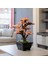 Flora Bonsai-2 Masaüstü Kullanıma Uygun Doğal Ağaç Gövdeli Yapay Bonsai Ağacı - 40X50 cm 1