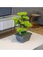 Flora Bonsai-6 Masaüstü Kullanıma Uygun Doğal Ağaç Gövdeli Yapay Bonsai Ağacı - 40X50 cm 2
