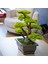 Flora Bonsai-6 Masaüstü Kullanıma Uygun Doğal Ağaç Gövdeli Yapay Bonsai Ağacı - 40X50 cm 3