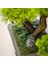 Flora Bonsai-6 Masaüstü Kullanıma Uygun Doğal Ağaç Gövdeli Yapay Bonsai Ağacı - 40X50 cm 4