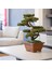 Flora Bonsai-4 Masaüstü Kullanıma Uygun Doğal Ağaç Gövdeli Yapay Bonsai Ağacı - 40X50 cm 1