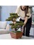Flora Bonsai-4 Masaüstü Kullanıma Uygun Doğal Ağaç Gövdeli Yapay Bonsai Ağacı - 40X50 cm 2