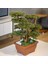 Flora Bonsai-4 Masaüstü Kullanıma Uygun Doğal Ağaç Gövdeli Yapay Bonsai Ağacı - 40X50 cm 3