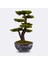 Galatea Thuja-5 Masaüstü Kullanıma Uygun Doğal Ağaç Gövdeli Yapay Bonsai Ağacı - 45X60 cm 1