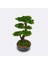 Galatea Thuja-5 Masaüstü Kullanıma Uygun Doğal Ağaç Gövdeli Yapay Bonsai Ağacı - 45X60 cm 3
