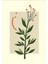 Matisse - Boho - Art Deco - Soyut - Doğa ( 3 Lü Çerçevesiz ) Poster - Afiş - Tablo KR2C00096/ 2