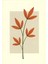 Matisse - Boho - Art Deco - Soyut - Doğa ( 3 Lü Çerçevesiz ) Poster - Afiş - Tablo KR2C00096/ 3