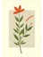 Matisse - Boho - Art Deco - Soyut - Doğa ( 3 Lü Çerçevesiz ) Poster - Afiş - Tablo KR2C00096/ 4