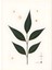Matisse - Boho - Art Deco - Soyut - Doğa ( 3 Lü Çerçevesiz ) Poster - Afiş - Tablo KR2C00074/ 2