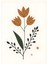 Matisse - Boho - Art Deco - Soyut - Doğa ( 3 Lü Çerçevesiz ) Poster - Afiş - Tablo KR2C00074/ 3