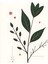 Matisse - Boho - Art Deco - Soyut - Doğa ( 3 Lü Çerçevesiz ) Poster - Afiş - Tablo KR2C00074/ 4