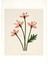 Matisse - Boho - Art Deco - Soyut - Doğa ( 3 Lü Çerçevesiz ) Poster - Afiş - Tablo KR2C00114/ 2