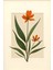Matisse - Boho - Art Deco - Soyut - Doğa ( 3 Lü Çerçevesiz ) Poster - Afiş - Tablo KR2C00094/ 2
