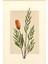 Matisse - Boho - Art Deco - Soyut - Doğa ( 3 Lü Çerçevesiz ) Poster - Afiş - Tablo KR2C00094/ 3