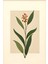 Matisse - Boho - Art Deco - Soyut - Doğa ( 3 Lü Çerçevesiz ) Poster - Afiş - Tablo KR2C00094/ 4