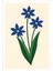 Matisse - Boho - Art Deco - Soyut - Doğa ( 3 Lü Çerçevesiz ) Poster - Afiş - Tablo KR2C00286/ 2