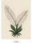 Matisse - Boho - Art Deco - Soyut - Doğa ( 3 Lü Çerçevesiz ) Poster - Afiş - Tablo KR2C00281/ 4