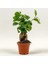 Mini Ficus Ginseng Bonsai 10-25 cm 1