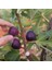 Tüplü Saksıda Yetiştiriciliğe Uygun Ficus Carica Ronde De Bordeaux Incir Fidanı 1