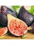 Tüplü Saksıda Yetiştiriciliğe Uygun Ficus Carica Ronde De Bordeaux Incir Fidanı 2