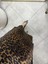 Leopar Saten Etek 3