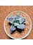 Haworthia Pygmaea Yukino Sato Powder Sugar Koleksiyoluk Tür 1