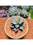 Haworthia Pygmaea Yukino Sato Powder Sugar Koleksiyoluk Tür 2