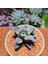 Haworthia Pygmaea Yukino Sato Powder Sugar Koleksiyoluk Tür 3
