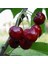 6 Yaş Aşılı Napolyon Kiraz Fidanı 'Rootball' 1