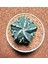 Astrophytum Fukuryu Hakujo Özel Tür 1