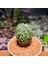 Astrophytum Fukuryu Hakujo Özel Tür 2