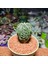 Astrophytum Fukuryu Hakujo Özel Tür 3