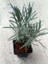 Angustifolia Lavanta Fidanı Fidesi 10 Adet Tüplü 4
