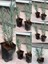 Angustifolia Lavanta Fidanı Fidesi 10 Adet Tüplü 5